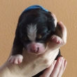 kluk
