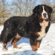 tat�nek My Lovely - Balu